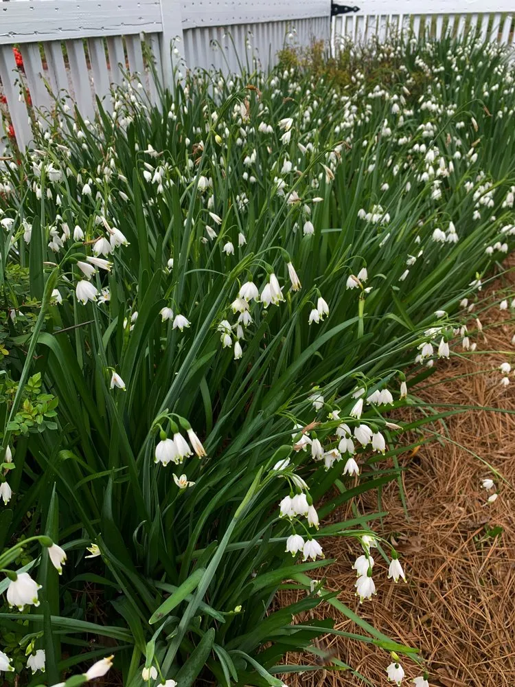 Reliable landscape design near you in Lake City, SC by NLS & Landscaping