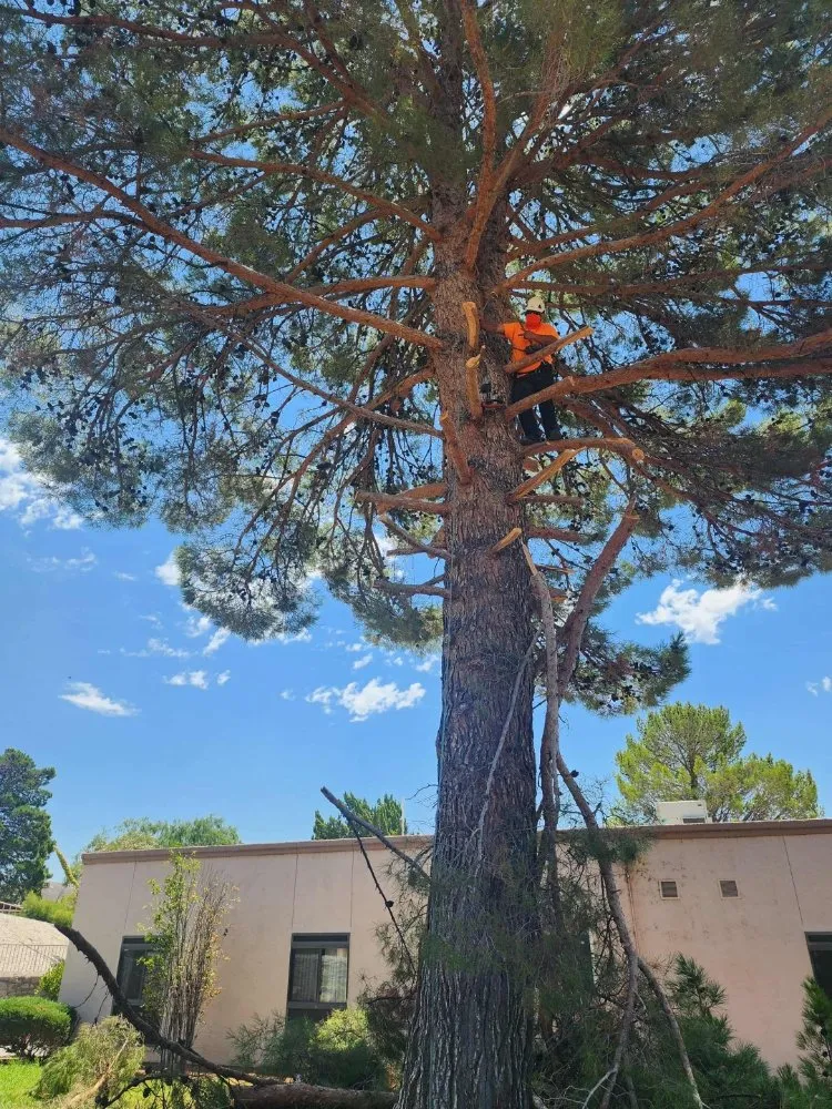 Reliable outdoor landscaping in Las Cruces, NM by NM Property Maintenance & Clean