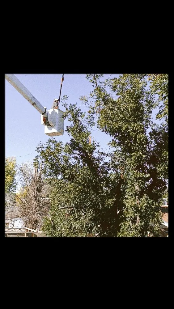 Reliable landscape design for year-round maintenance across Las Cruces, NM - NM Property Maintenance & Clean