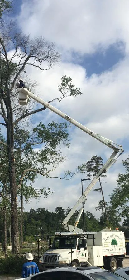 Trusted yard cleanup service experts serving Houston, TX - Nm Tree Solution