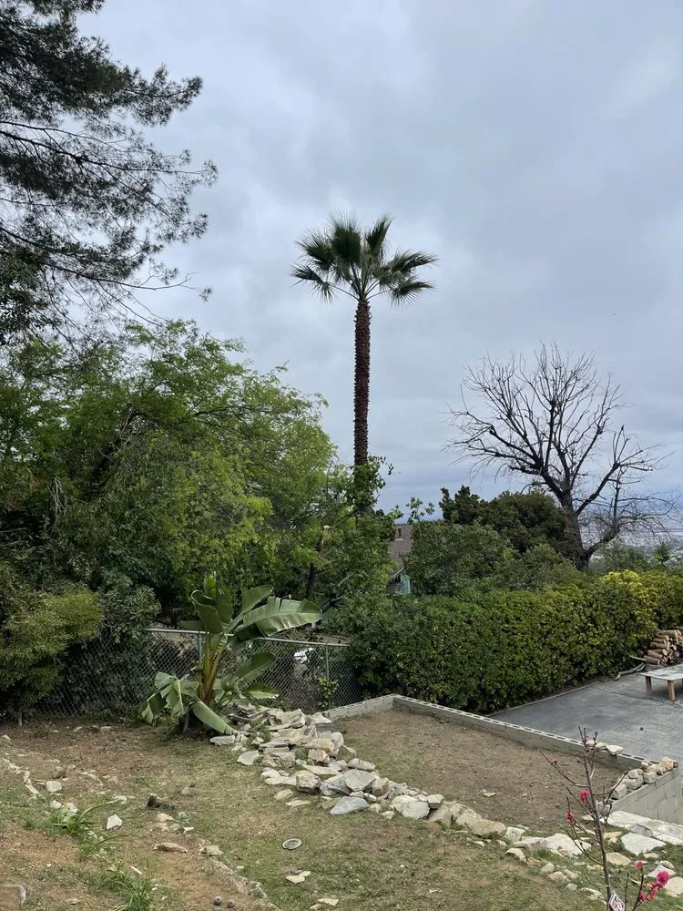 Reliable yard maintenance with custom design in Inglewood, CA by NN Elite Landscape & Tree Experts