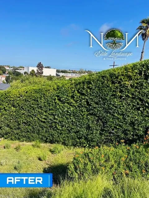 Trusted landscape installation experts serving Inglewood, CA - NN Elite Landscape & Tree Experts