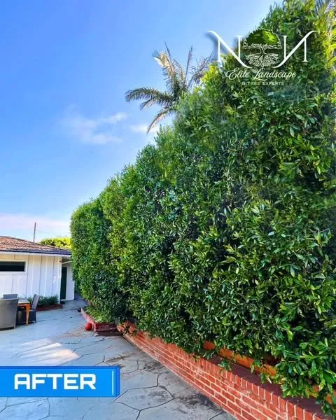 Affordable landscape design for beautiful yards in Inglewood, CA by NN Elite Landscape & Tree Experts