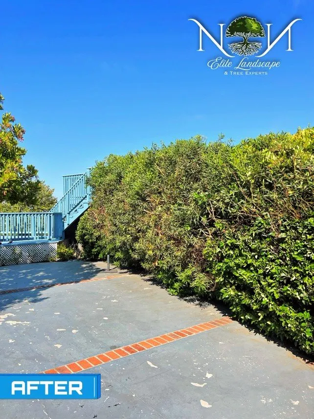 Reliable landscape design experts serving Inglewood, CA - NN Elite Landscape & Tree Experts