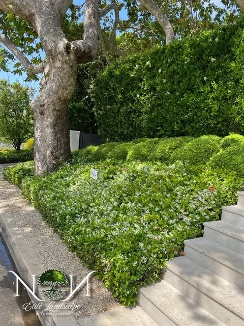 Local garden landscaping for homes in Inglewood, CA by NN Elite Landscape & Tree Experts