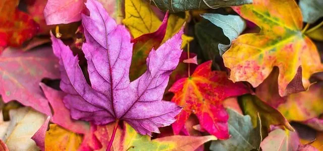 Reliable yard cleanup service experts serving Lexington, SC - No Excuses Tree Service and Landscaping