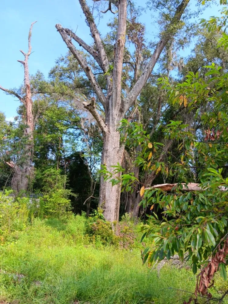 Professional lawn mowing service for outdoor upgrades in Rincon, GA by No Job Too Small