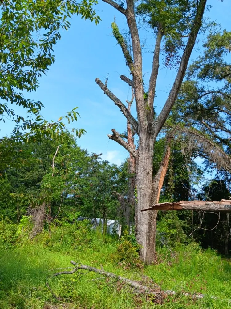 Local outdoor landscaping experts serving Rincon, GA - No Job Too Small