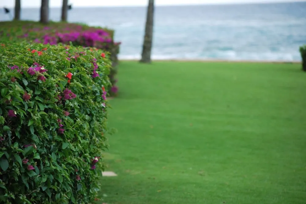 Trusted lawn care service in Hanapepe, HI by No Ka Oi Landscape Services