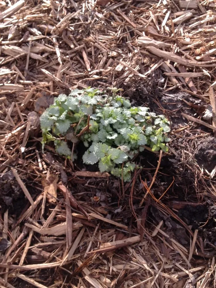 Custom lawn care service experts serving Perry, IA - No Lawn Left Behind