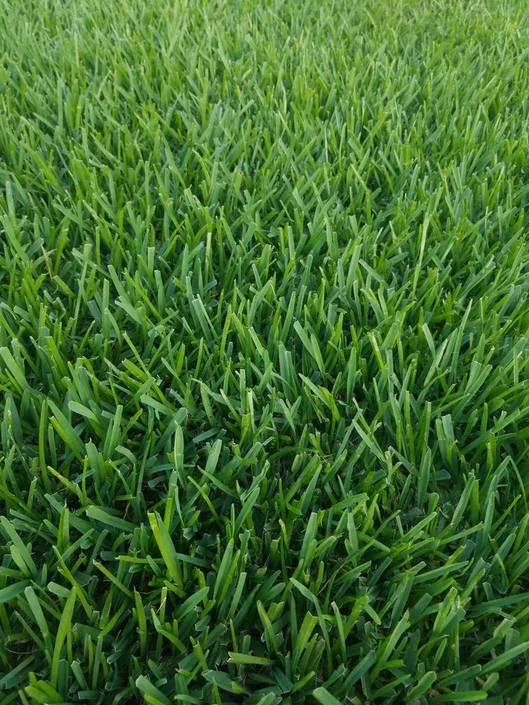 Expert landscaping services in Beaumont, TX by No Life Mow Life Lawn Maintenance