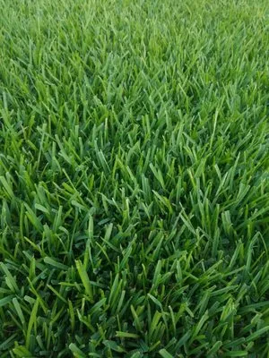 No Life Mow Life Lawn Maintenance Logo