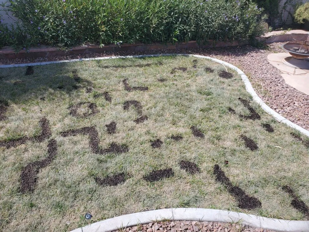 Expert yard cleanup service with custom design in Las Vegas, NV by No Limit Landscape
