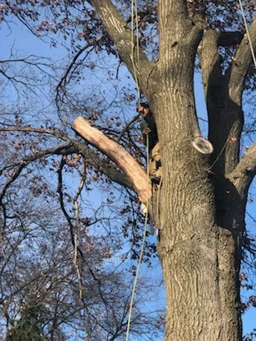 Top-rated garden landscaping experts serving Farmington, MI - No Limit Tree Services