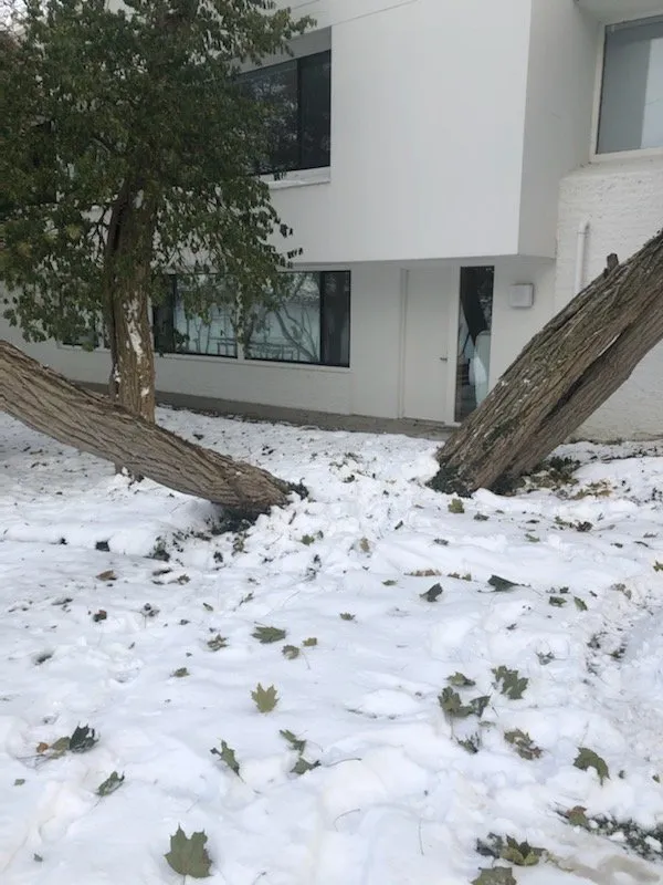 Top-rated lawn care service experts serving Farmington, MI - No Limit Tree Services