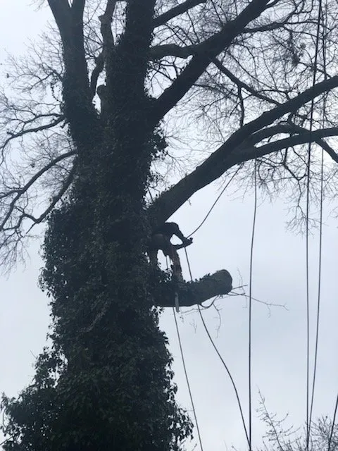 Affordable landscaping services for outdoor upgrades across Farmington, MI - No Limit Tree Services