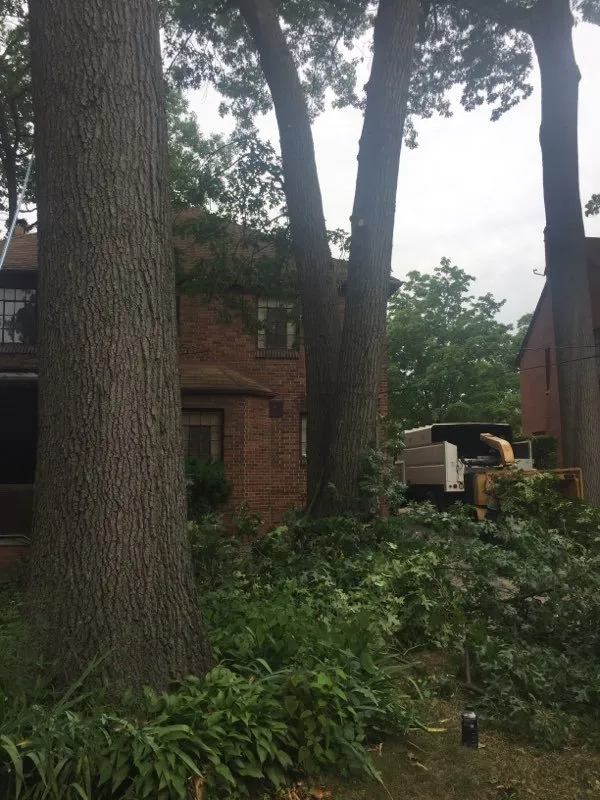Trusted yard cleanup service in Farmington, MI - No Limit Tree Services