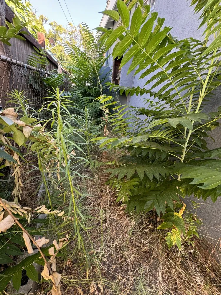 Custom yard cleanup service in Los Angeles, CA by No Limits Tree Service and Land Care