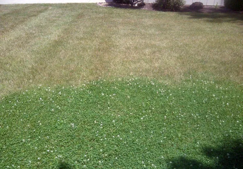 Expert yard cleanup service for outdoor upgrades in Columbus, OH by No Mow Lawns Ohio