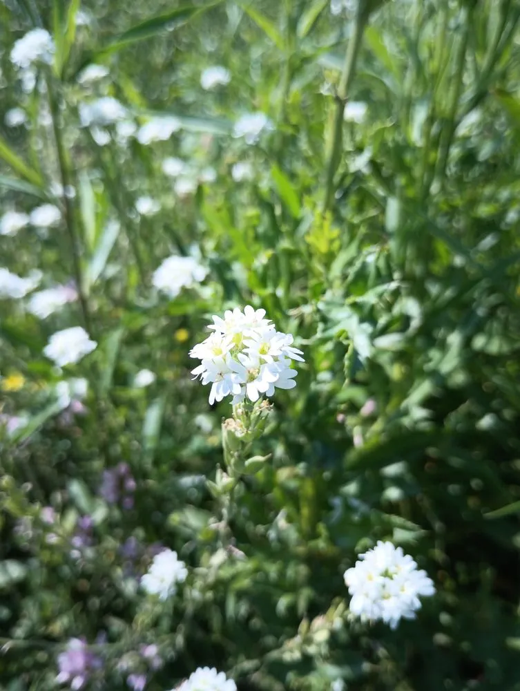 Expert landscaping services for outdoor upgrades across Waseca, MN - No Mow Lawns