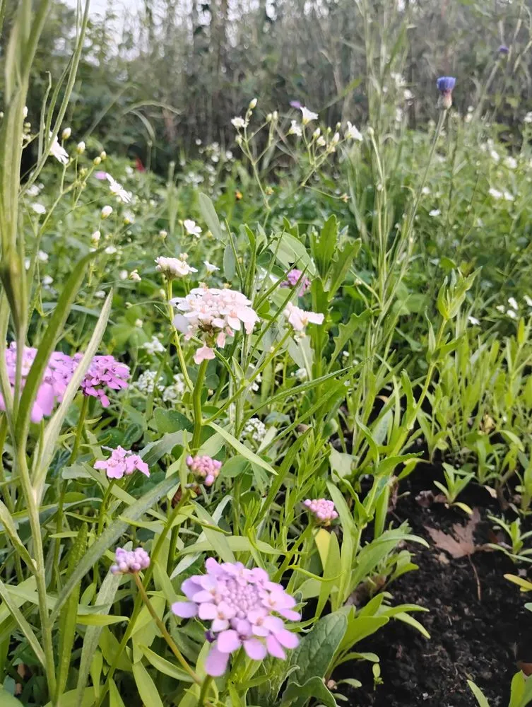 Affordable lawn care service in Waseca, MN - No Mow Lawns