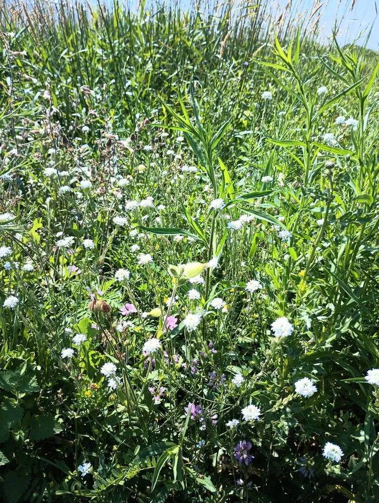 Expert lawn care service in Waseca, MN by No Mow Lawns