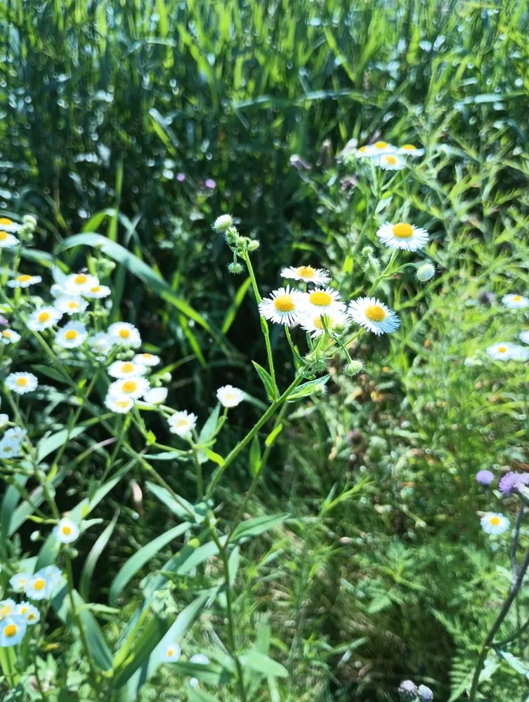 Trusted yard cleanup service near you in Waseca, MN by No Mow Lawns