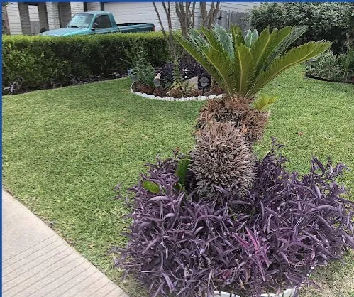 Local yard maintenance in San Antonio, TX by No Mow Worries Lawn Care