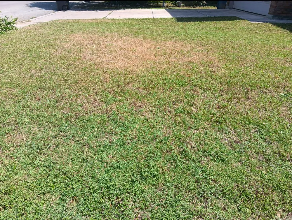 Affordable landscaping services near you in San Antonio, TX by No Mow Worries Lawn Care