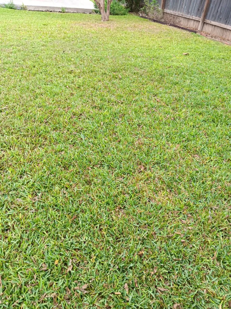 Top-rated lawn mowing service for outdoor upgrades in San Antonio, TX by No Mow Worries Lawn Care