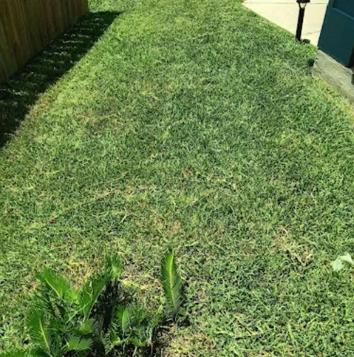 Professional yard cleanup service for year-round maintenance across San Antonio, TX - No Mow Worries Lawn Care