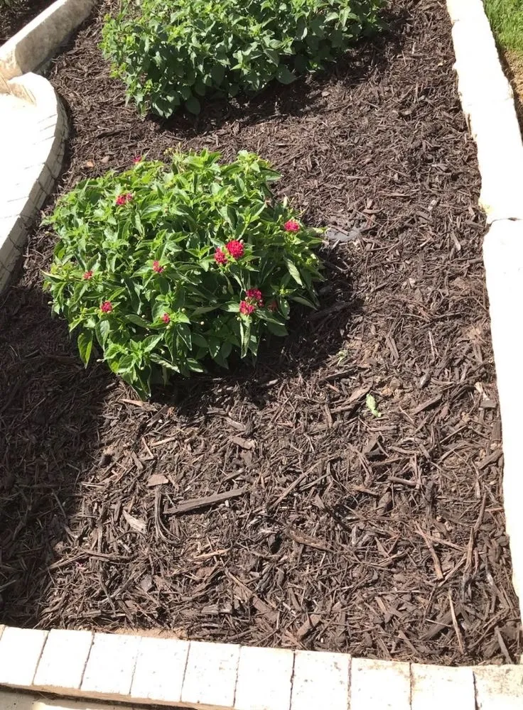 Local landscaping services in San Antonio, TX by No Mow Worries Lawn Care