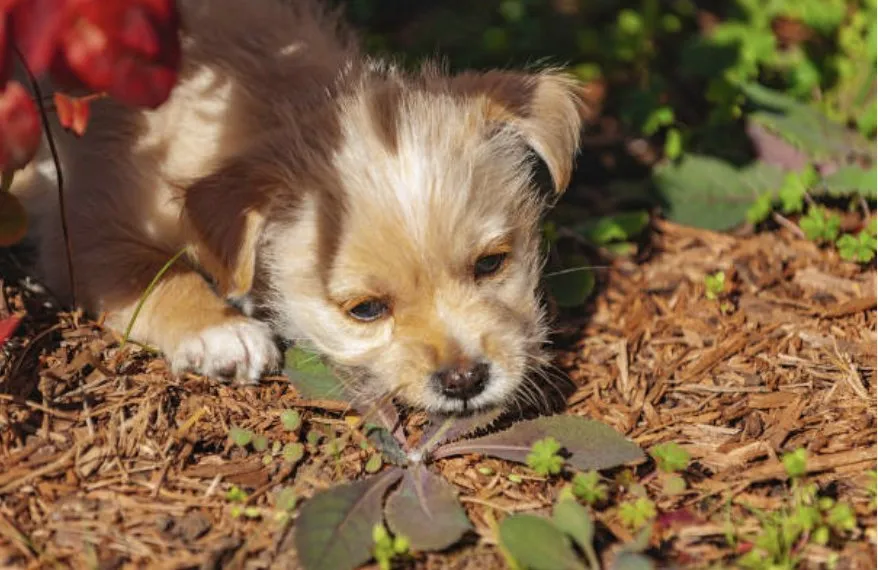 Custom yard maintenance for beautiful yards in Loris, SC by No Mow Worries
