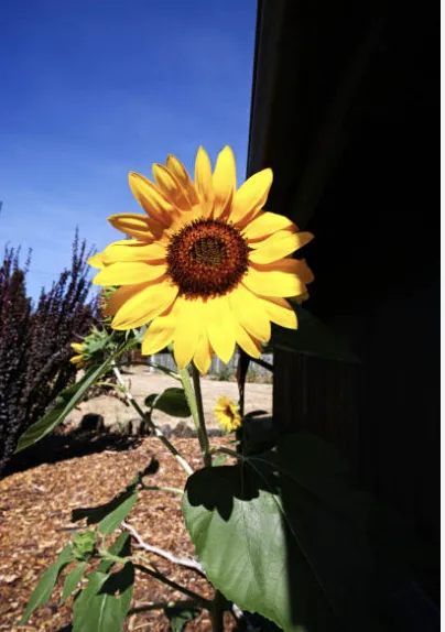 Trusted yard maintenance for year-round maintenance across Loris, SC - No Mow Worries