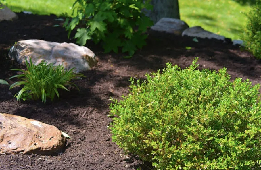 Trusted landscape installation near you in Loris, SC by No Mow Worries