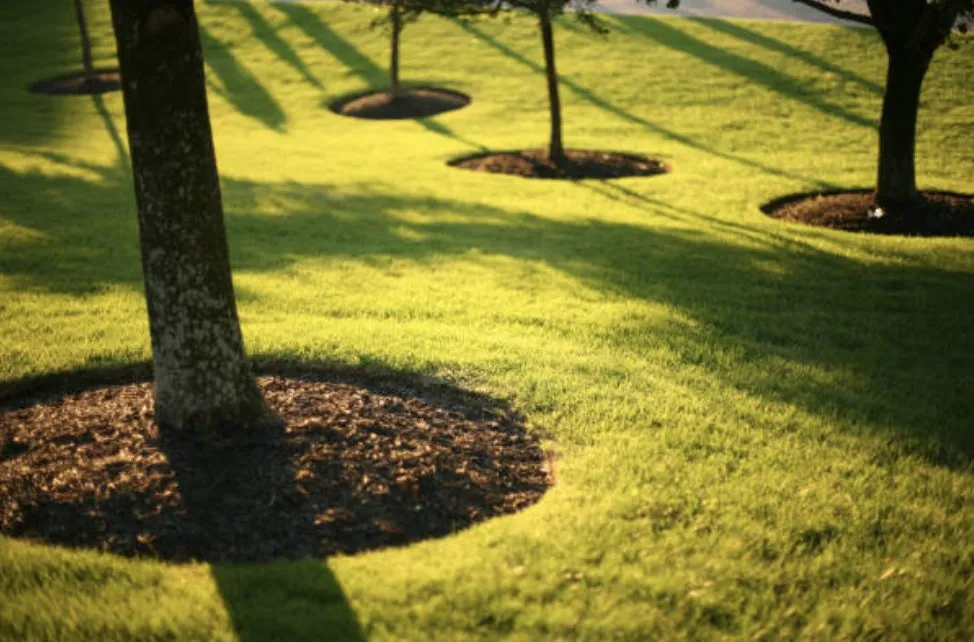 Expert landscape design in Loris, SC - No Mow Worries
