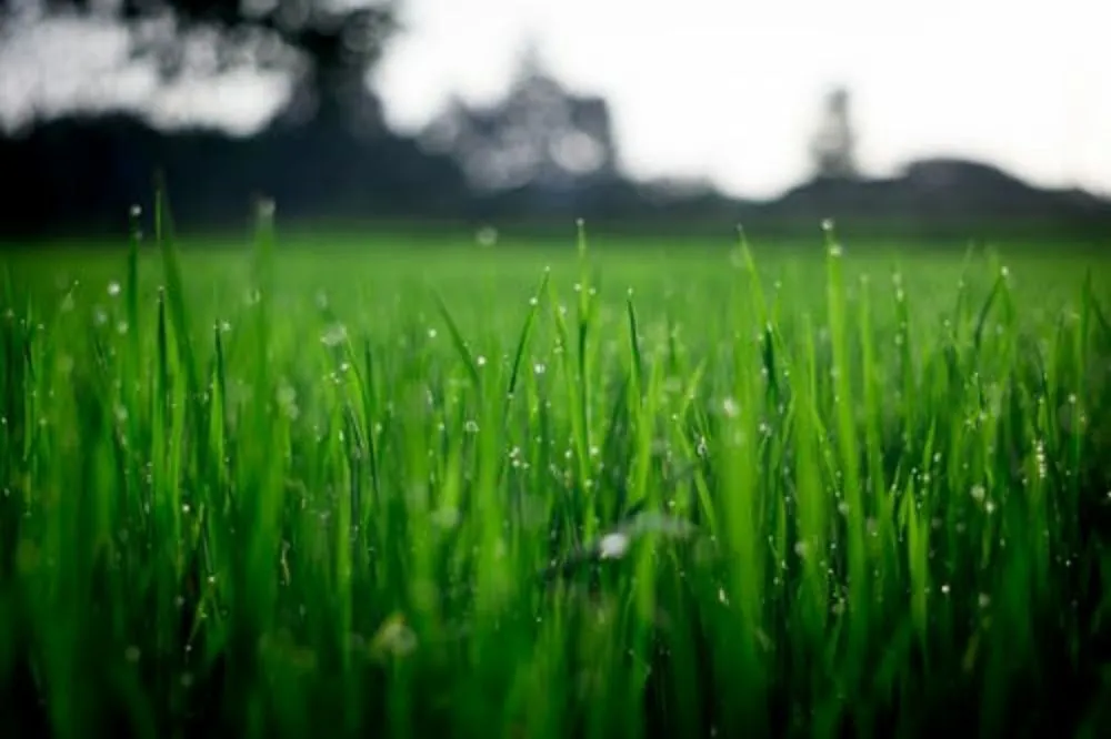 Custom lawn care service in Port Matilda, PA - No Mow Worries