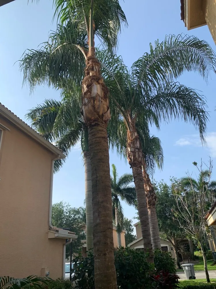 Professional landscape installation in Boynton Beach, FL by No Room for Error Tree Tech