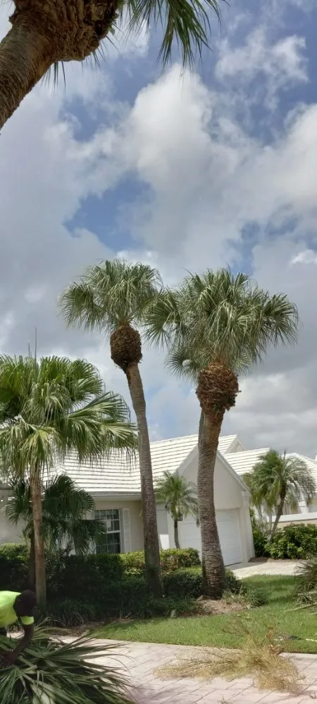 Top-rated yard cleanup service experts serving Boynton Beach, FL - No Room for Error Tree Tech