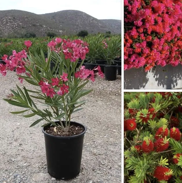 Expert yard cleanup service near you in Converse, TX by No Shoes Landscaping