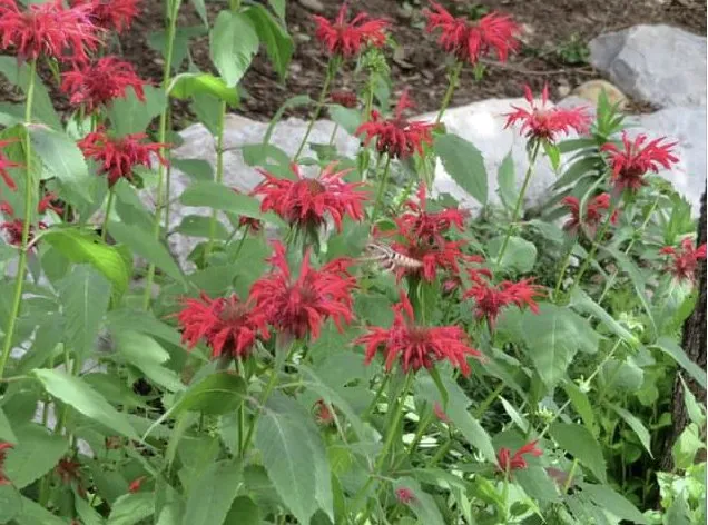 Custom landscaping services experts serving Converse, TX - No Shoes Landscaping