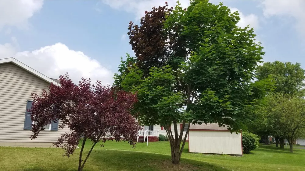 Trusted lawn care service in Lewisburg, PA by No Sweat Tree Surgeons