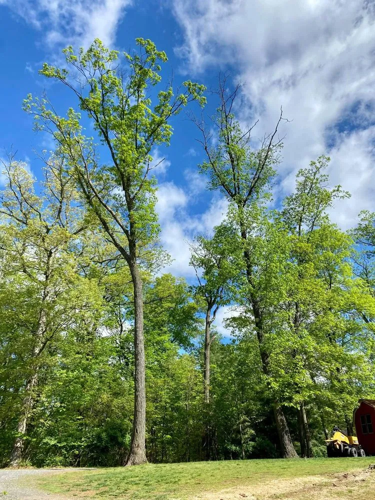 Expert lawn care service experts serving Lewisburg, PA - No Sweat Tree Surgeons