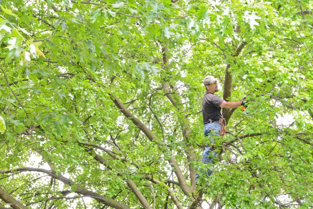 Custom yard maintenance experts serving Lewisburg, PA - No Sweat Tree Surgeons