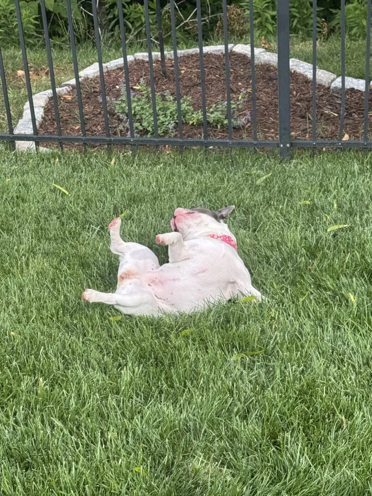 Reliable landscape installation in Mint Hill, NC - No Worries Lawn Care