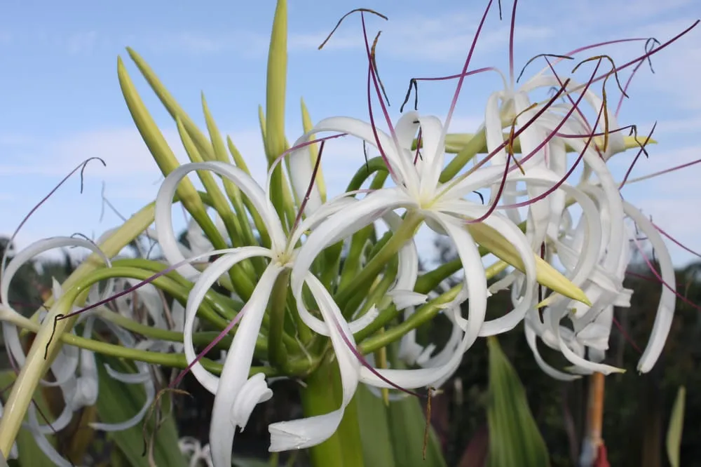 Expert garden landscaping for beautiful yards across Pompano Beach, FL - No Worries Property Maintenance