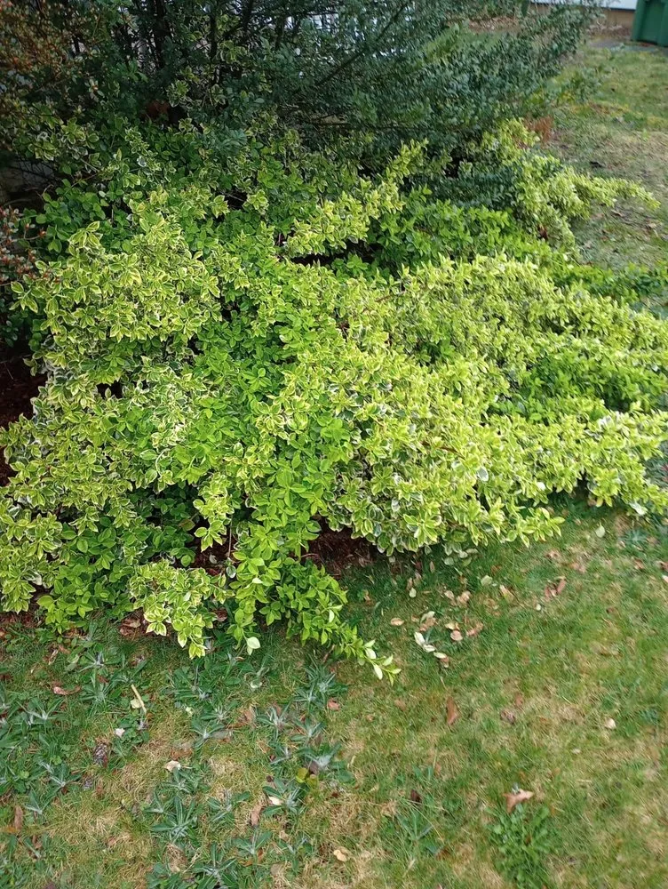 Local garden landscaping in New Haven, CT by Noah's lawn care