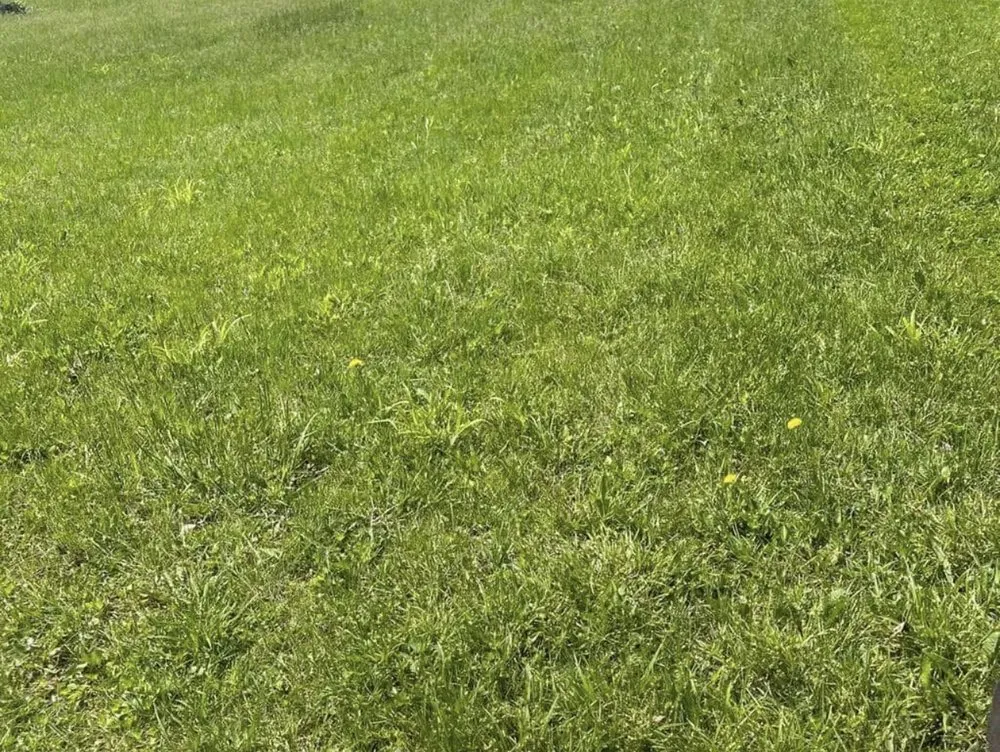 Professional landscaping services with custom design across Ocala, FL - Noble Green