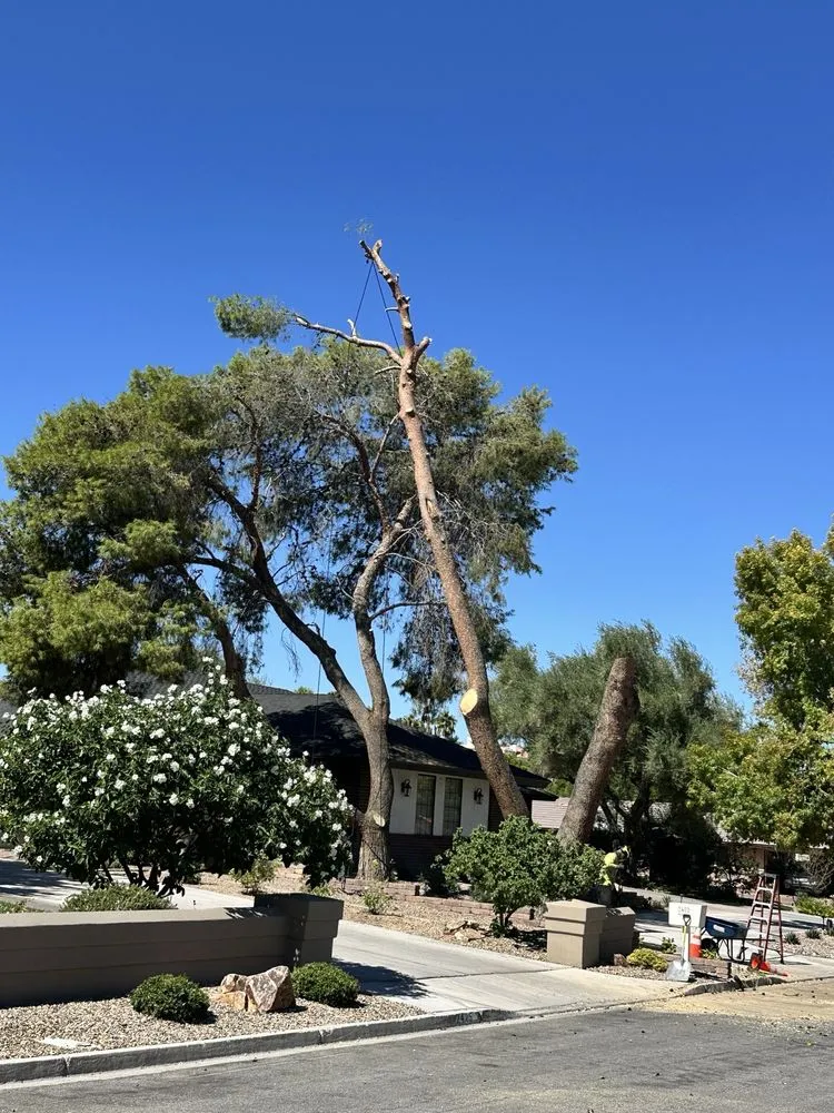 Affordable garden landscaping for year-round maintenance in Las Vegas, NV by Noble Tree Service