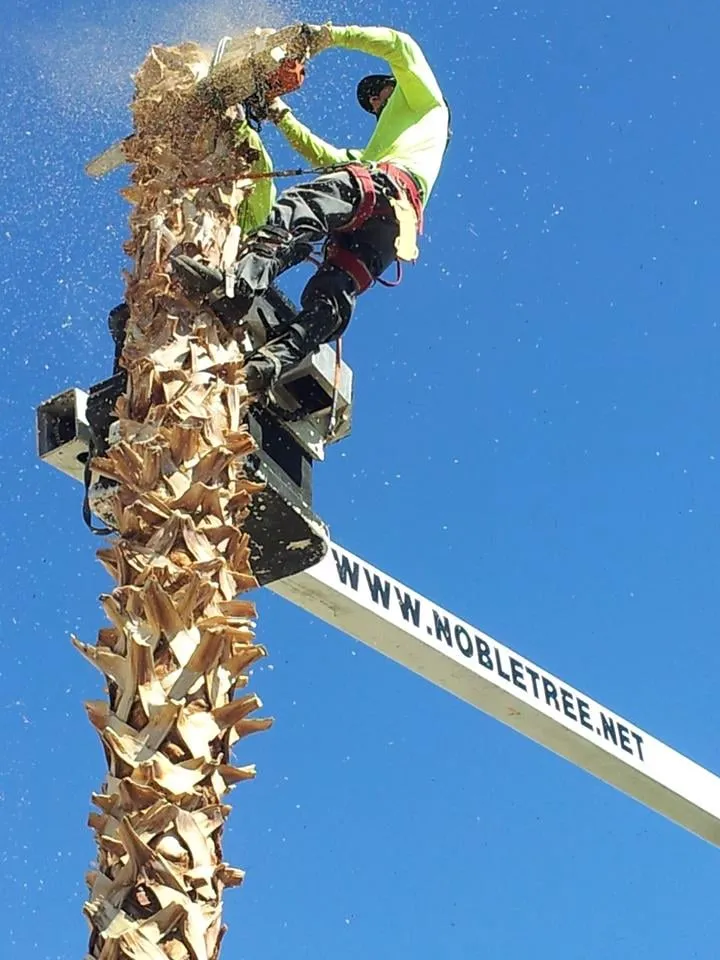 Top-rated landscaping services in Las Vegas, NV - Noble Tree Service